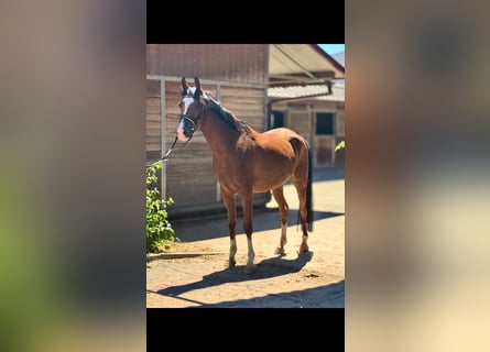 Altri pony/cavalli di piccola taglia, Castrone, 5 Anni, 148 cm, Baio