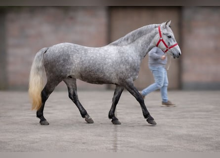 Altri pony/cavalli di piccola taglia, Castrone, 5 Anni, 148 cm, Grigio