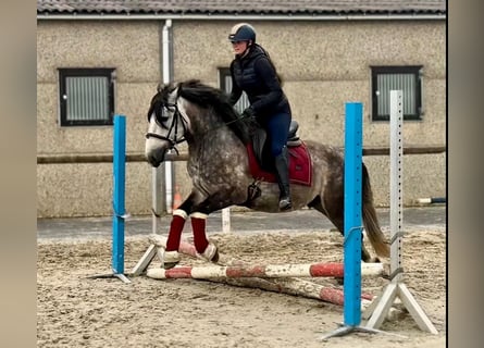 Altri pony/cavalli di piccola taglia, Castrone, 5 Anni, 150 cm, Grigio pezzato