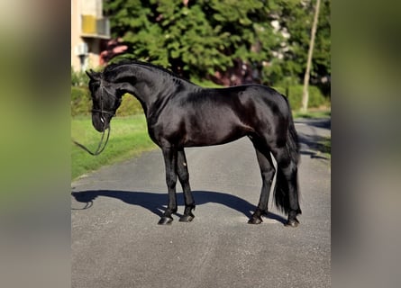 Altri pony/cavalli di piccola taglia, Castrone, 5 Anni, 155 cm, Morello