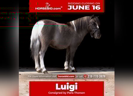 Altri pony/cavalli di piccola taglia, Castrone, 5 Anni, 86 cm