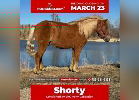 Altri pony/cavalli di piccola taglia, Castrone, 5 Anni, 97 cm, Sauro ciliegia