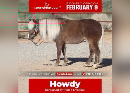 Altri pony/cavalli di piccola taglia, Castrone, 6 Anni, 107 cm