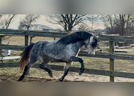 Altri pony/cavalli di piccola taglia, Castrone, 6 Anni, 125 cm, Grigio pezzato