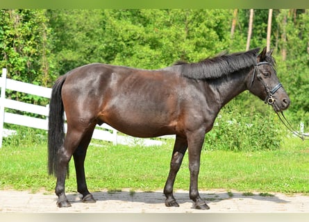 Altri pony/cavalli di piccola taglia, Castrone, 6 Anni, 137 cm, Morello