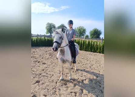 Altri pony/cavalli di piccola taglia, Castrone, 6 Anni, 140 cm, Pezzato