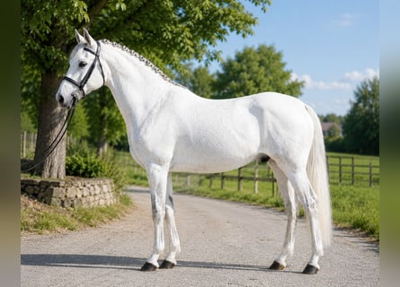 Altri pony/cavalli di piccola taglia, Castrone, 6 Anni, 145 cm, Grigio