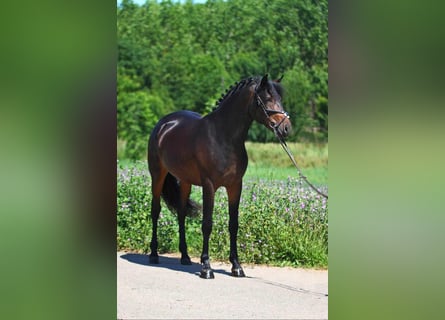 Altri pony/cavalli di piccola taglia, Castrone, 6 Anni, 147 cm, Baio