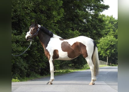 Altri pony/cavalli di piccola taglia, Castrone, 6 Anni, 147 cm, Pezzato