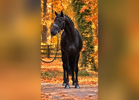 Altri pony/cavalli di piccola taglia, Castrone, 6 Anni, 155 cm, Morello