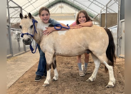 Altri pony/cavalli di piccola taglia, Castrone, 6 Anni, 91 cm, Pezzato