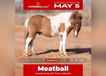 Altri pony/cavalli di piccola taglia, Castrone, 6 Anni, 97 cm