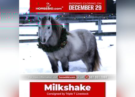 Altri pony/cavalli di piccola taglia, Castrone, 6 Anni, 97 cm, Grigio