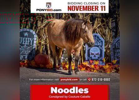 Altri pony/cavalli di piccola taglia, Castrone, 7 Anni, 102 cm, Pelle di daino