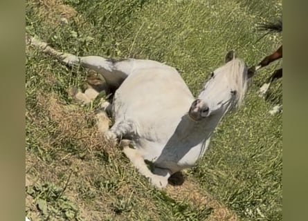 Altri pony/cavalli di piccola taglia, Castrone, 7 Anni, 120 cm, Grigio pezzato