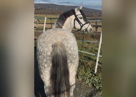 Altri pony/cavalli di piccola taglia, Castrone, 7 Anni, 127 cm, Grigio