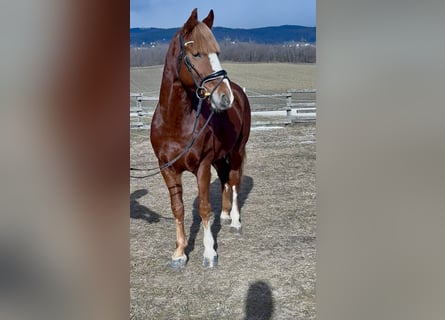 Altri pony/cavalli di piccola taglia, Castrone, 7 Anni, 145 cm, Sauro