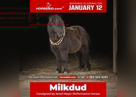 Altri pony/cavalli di piccola taglia, Castrone, 7 Anni, 97 cm, Morello