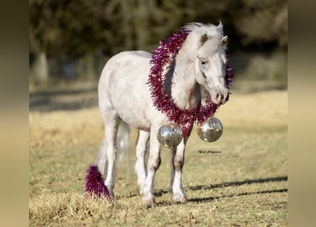 Altri pony/cavalli di piccola taglia, Castrone, 7 Anni, 97 cm, Pezzato
