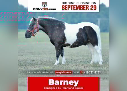 Altri pony/cavalli di piccola taglia, Castrone, 7 Anni, 99 cm, Pezzato