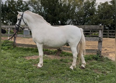 Altri pony/cavalli di piccola taglia, Castrone, 8 Anni, 125 cm, Grigio
