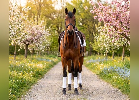 Altri pony/cavalli di piccola taglia, Castrone, 8 Anni, 145 cm, Baio