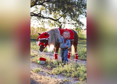 Altri pony/cavalli di piccola taglia, Castrone, 8 Anni, 86 cm, Pezzato