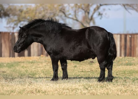Altri pony/cavalli di piccola taglia, Castrone, 9 Anni, 109 cm, Morello