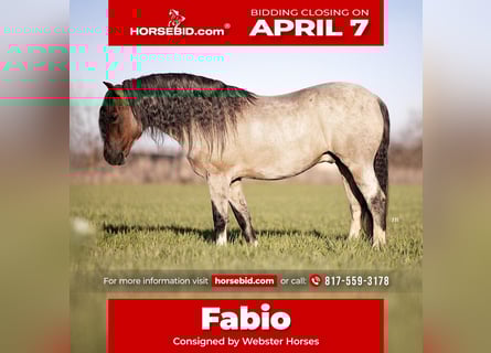 Altri pony/cavalli di piccola taglia, Castrone, 9 Anni, 130 cm, Baio roano
