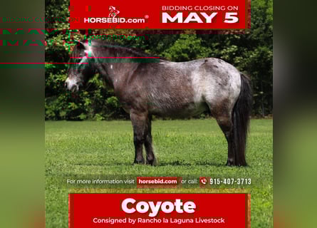 Altri pony/cavalli di piccola taglia, Castrone, 9 Anni, 97 cm