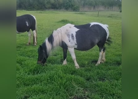 Altri pony/cavalli di piccola taglia, Giumenta, 10 Anni, 124 cm, Pezzato