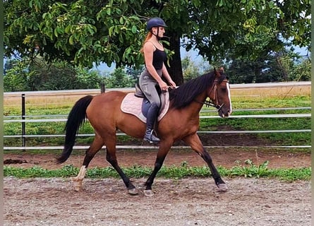 Altri pony/cavalli di piccola taglia, Giumenta, 10 Anni, Baio