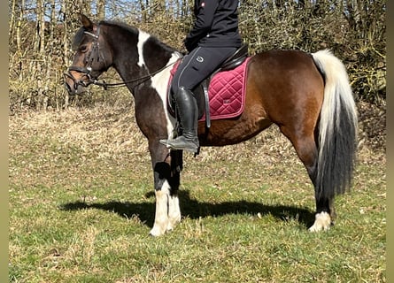 Altri pony/cavalli di piccola taglia, Giumenta, 11 Anni, 146 cm, Pezzato