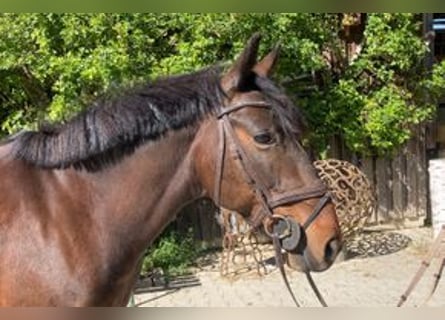 Altri pony/cavalli di piccola taglia, Giumenta, 12 Anni, 135 cm, Baio