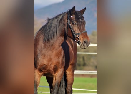 Altri pony/cavalli di piccola taglia, Giumenta, 12 Anni, 141 cm, Baio