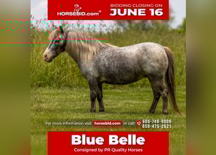 Altri pony/cavalli di piccola taglia, Giumenta, 12 Anni, 89 cm
