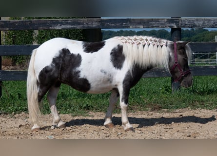 Altri pony/cavalli di piccola taglia, Giumenta, 16 Anni, 91 cm, Pezzato