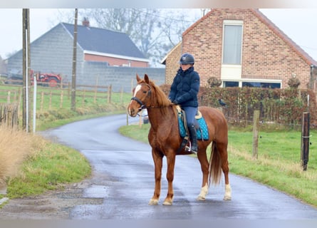 Altri pony/cavalli di piccola taglia, Giumenta, 17 Anni, 153 cm, Sauro ciliegia