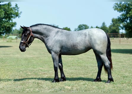 Altri pony/cavalli di piccola taglia Mix, Giumenta, 2 Anni, 142 cm, Roano blu