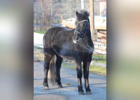 Altri pony/cavalli di piccola taglia, Giumenta, 3 Anni, 128 cm, Grigio ferro