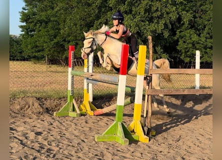 Altri pony/cavalli di piccola taglia, Giumenta, 3 Anni, 135 cm, Palomino