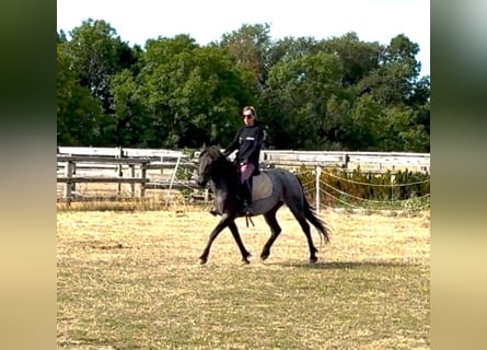 Altri pony/cavalli di piccola taglia, Giumenta, 3 Anni, 140 cm, Roano blu