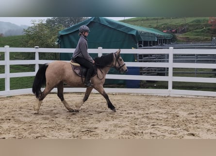 Altri pony/cavalli di piccola taglia, Giumenta, 3 Anni, 142 cm, Pelle di daino