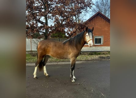 Altri pony/cavalli di piccola taglia, Giumenta, 3 Anni, 142 cm, Sauro