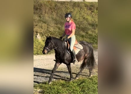 Altri pony/cavalli di piccola taglia, Giumenta, 3 Anni