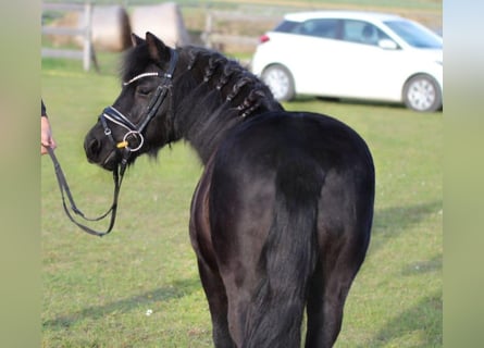 Altri pony/cavalli di piccola taglia, Giumenta, 4 Anni, 125 cm, Morello