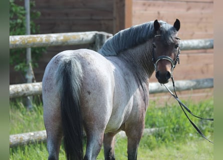 Altri pony/cavalli di piccola taglia, Giumenta, 4 Anni, 130 cm, Baio roano