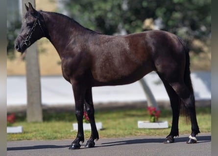 Altri pony/cavalli di piccola taglia Mix, Giumenta, 4 Anni, 151 cm, Baio nero