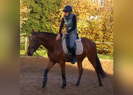 Altri pony/cavalli di piccola taglia, Giumenta, 4 Anni, 152 cm, Baio