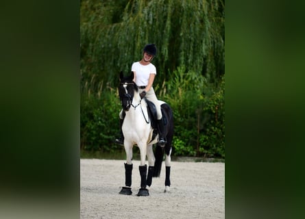Altri pony/cavalli di piccola taglia, Giumenta, 4 Anni, 153 cm, Pezzato